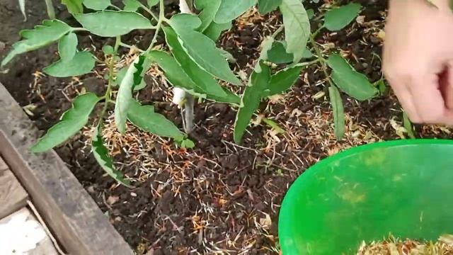 #Бархатцы от фитофторы. Бархатцы как сидерат. Бархатцы от вредителей. смотреть онлайн