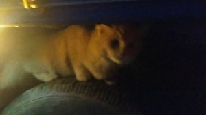 Габаритные огни .Газель Бизнес