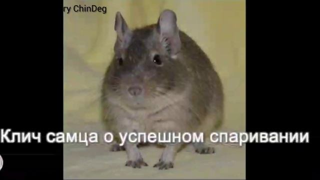 Звуки дегу смотреть онлайн
