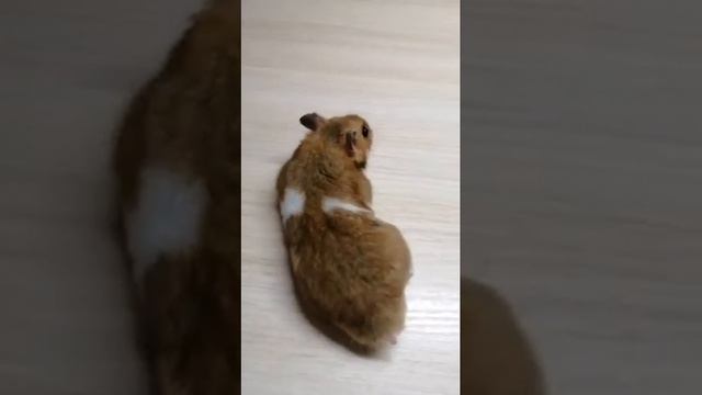 Джунгарский/сирийский, уход, содержание. смотреть онлайн