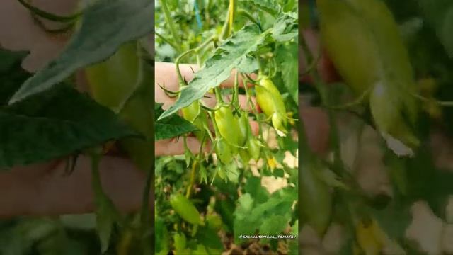 Самый урожайный засолочный сорт томата????