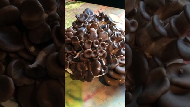 Грибы осень 2022 смотреть онлайн