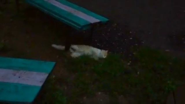 Кот застрял в Текстурах смотреть онлайн