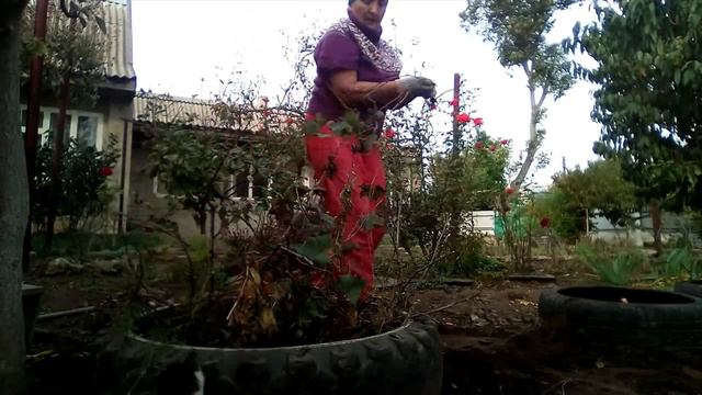 Высаживаю виноград, три помощника смотреть онлайн