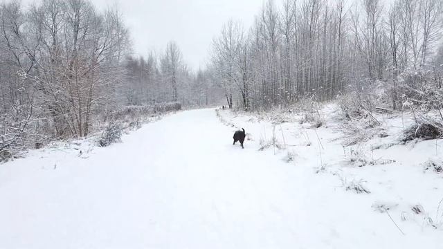 Что такое — полный пакет документов на щенка? смотреть онлайн
