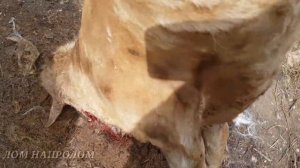 Как и для чего опаливать козла или козу?