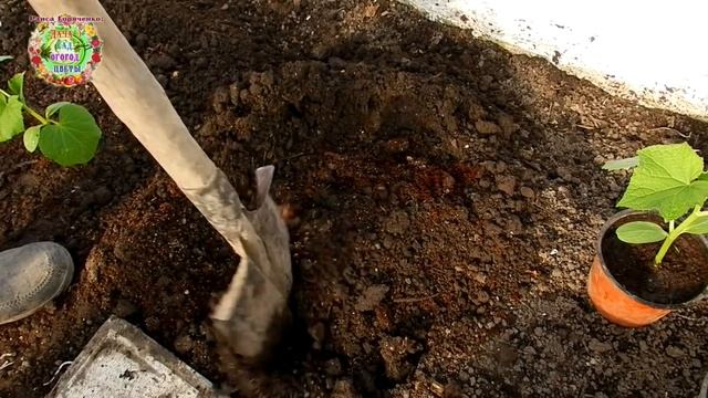 Что добавляю в ямку при посадке огурцов? Ценный рецепт подкормки из муки и дрожжей . смотреть онлайн