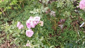 Наутика и один цветочек Пашмина. Советую эти розы!)))