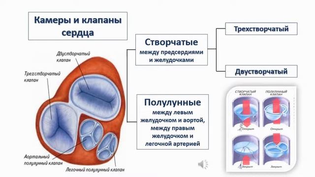 Сердечно-сосудистая система. Тема 24. Строение и функции сердца смотреть онлайн