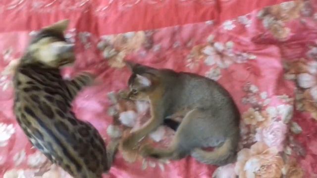 Бенгальская кошка и Абиссинский кот. Bengal cat and Abyssinian cat смотреть онлайн