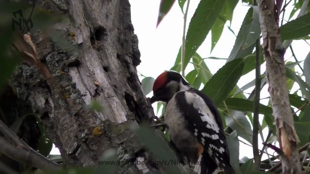 Scorpion Kunai. Кунай из рессоры своими руками. смотреть онлайн