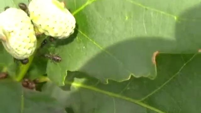 жёлуди и муравьи смотреть онлайн