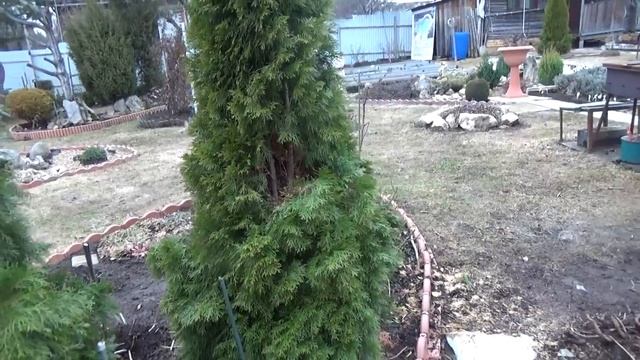 Дача. ВЕСНА.. Первые Работы.Сняли укрытия..Розы. Хвойные.Клематисы.Лаванда.ТОМ помогает смотреть онлайн