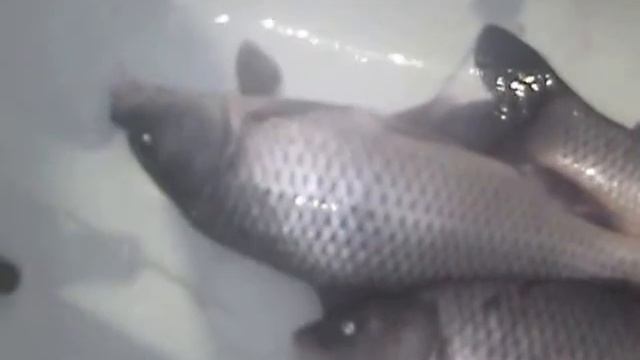 Рыбалка в архангельской области видео смотреть онлайн