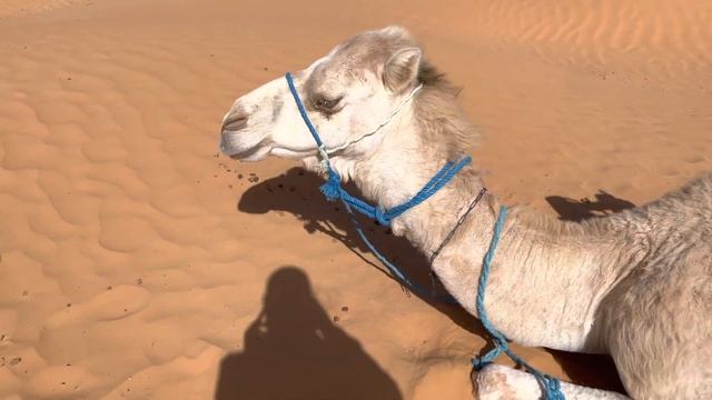 Верблюд в пустыне Сахара смотреть онлайн