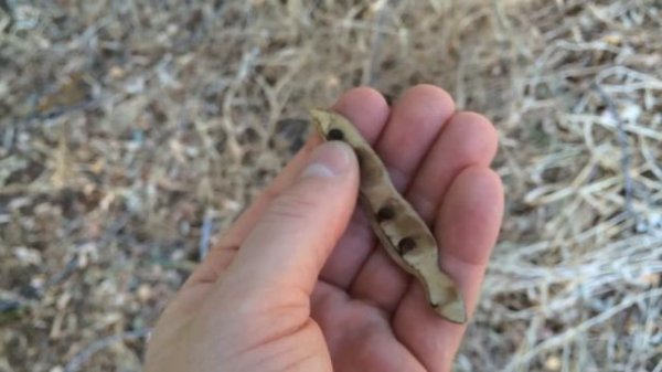 Black Locust (Robinia pseudoacacia) - Ninja Gardening - Episode 30