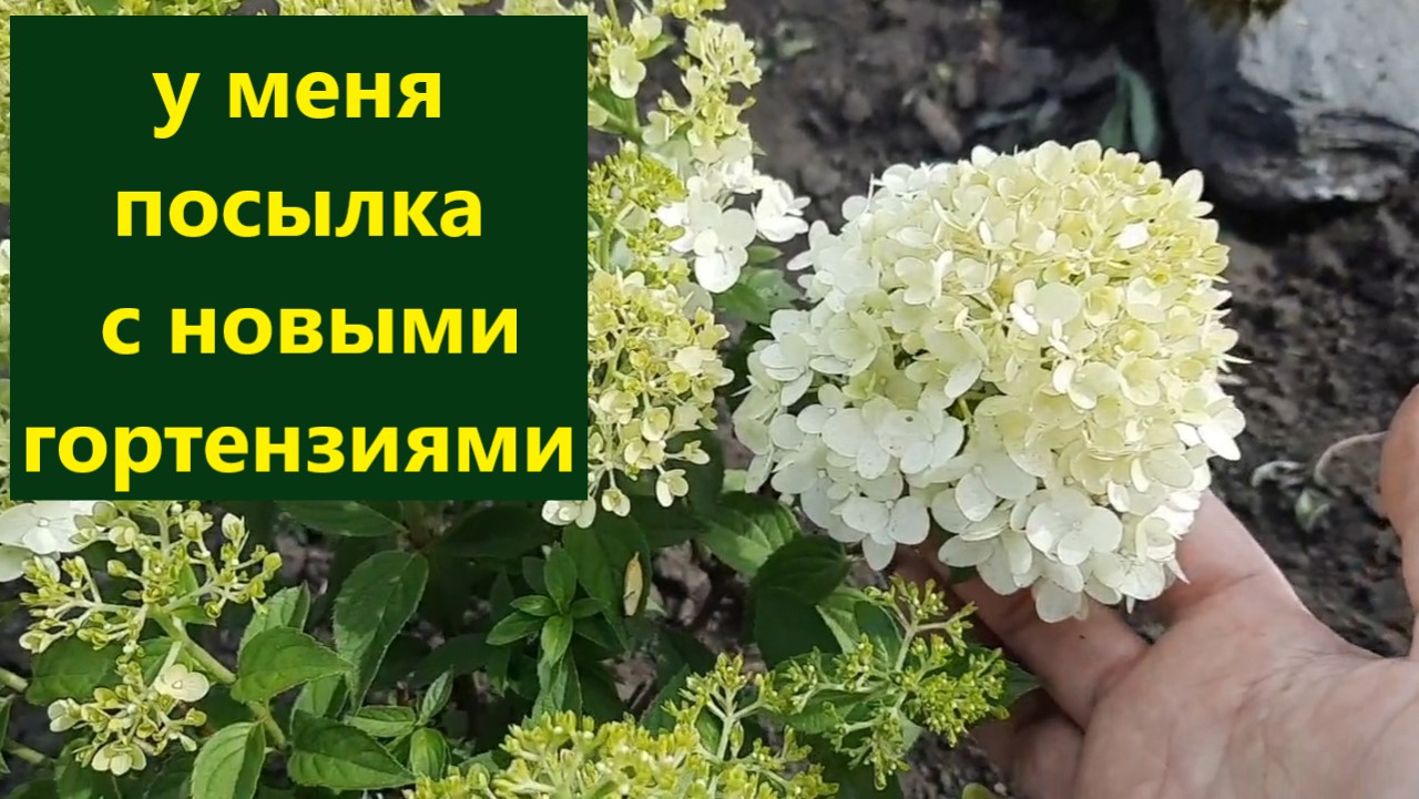 У меня новые сорта метельчатой гортензии. Распакуем посылку вместе. смотреть онлайн