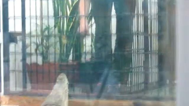 Кормление крокодилицы Федоры. 25.05.2014 смотреть онлайн