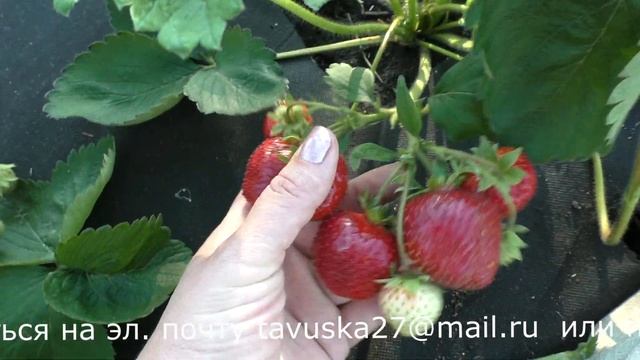 Венди ранний сорт со вкусом земляники смотреть онлайн