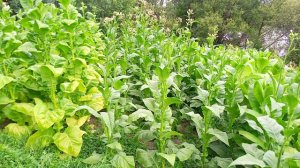 Табак в грунте 9 недель. Гавана Голд,Кубан Криолло,Символ-4