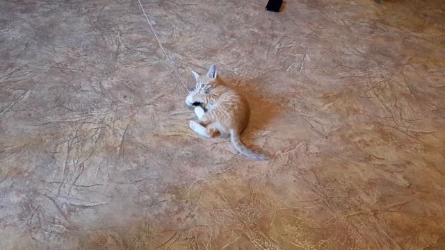 Мой котёнок Семёныч смотреть онлайн