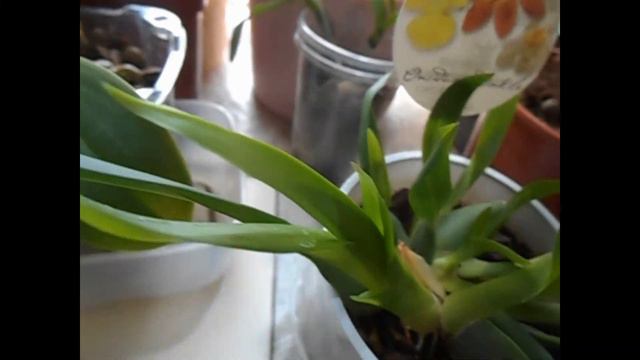 Обзор орхидей смотреть онлайн