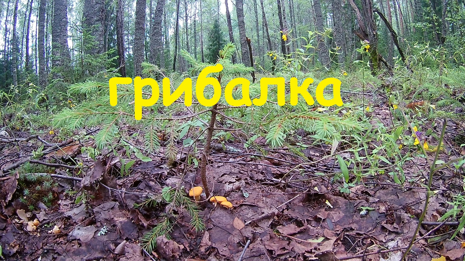 Грибалка на волжанки.