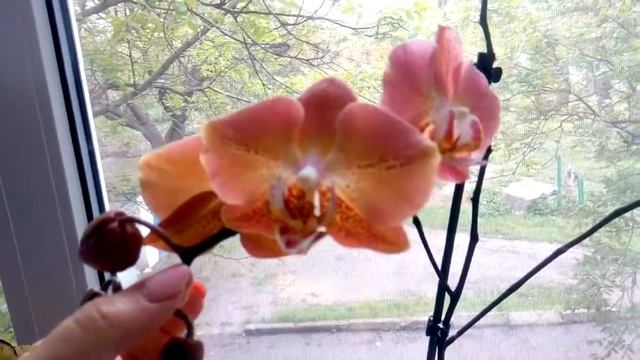 Phal. Leco Fantastic смотреть онлайн