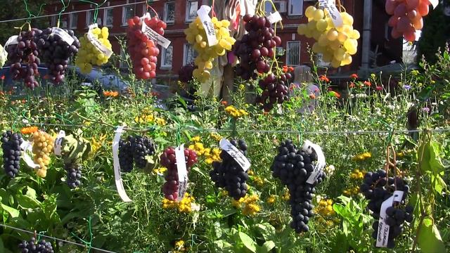 5-я клубная выставка винограда в Аптекарском огороде МГУ 7.09. 2019 г. Виноград Павлова Владимира. смотреть онлайн