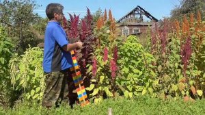 Сидераты летом׃  Амарант (14 сортов)