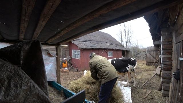 БЕШЕНЫЕ БЫКИ ПОЛОМАЛИ КОРМУШКИ ,СЕНО НЕТ ,ВИТАМИН ТРИВИТ ДЛЯ КРС смотреть онлайн