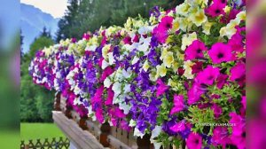 Порядки на грядке. Тётя Таня о выращивании петунии