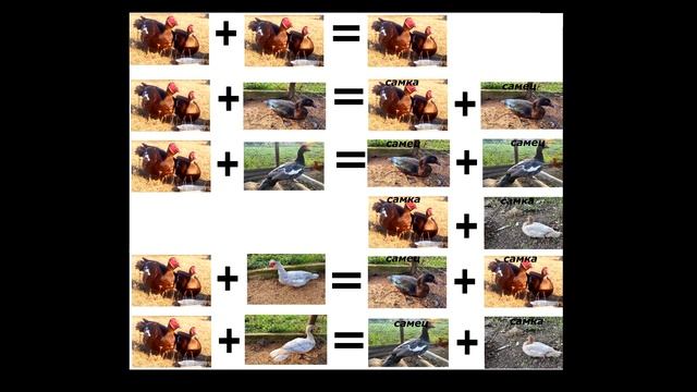 Часть 2.Таблица унаследования окраса пера при скрещивании мускусных уток различного окраса. Мой опы смотреть онлайн