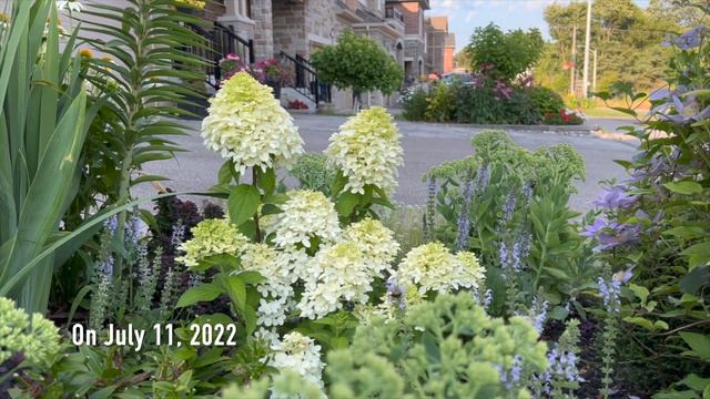 Quick Fire Fab Panicle Hydrangea - Recap of 2022 Season смотреть онлайн