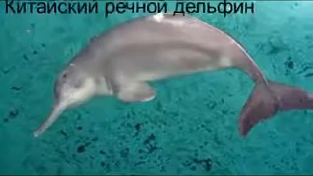 САМЫЕ РЕДКИЕ ЖИВОТНЫЕ МИРА смотреть онлайн