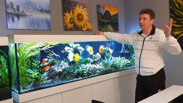 Аквариум на 750 л. с дискусами спустя 2 года с момента запуска. смотреть онлайн