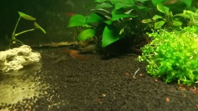 Апистограмма Агассица ( Apistogramma agassizii) смотреть онлайн