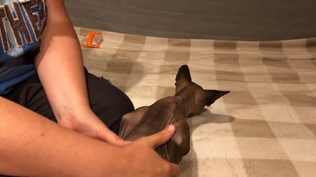 Стрижка когтей коту сфинксу смотреть онлайн