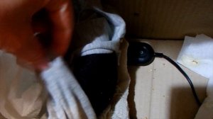 Птенец воробья неделю спустя. Первая активность, импровизированное гнездо и рацион.
