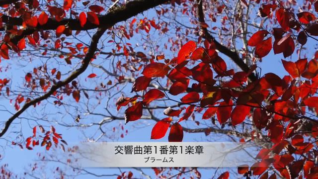 【名曲クラシック】ブラームスの名曲から10曲セレクトしました♪ 作業用BGM J.Brahms. смотреть онлайн