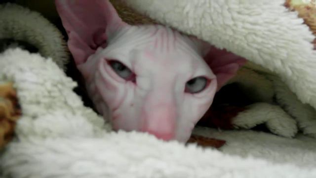 Сфинкс Ti Amo His name is Moris смотреть онлайн