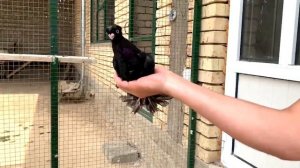 Узбекские двухчубые голуби - молодежь 2020 года