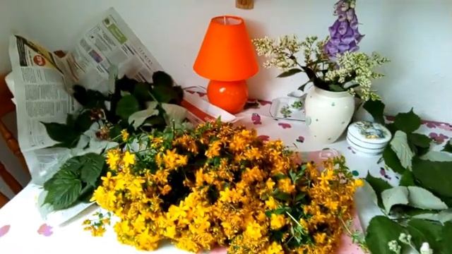 Делаю зверобойное масло. Травяные чаи. смотреть онлайн