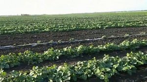 Выращивание на капельном поливе. Первая дыня, выращиваем  перец на капельном поливе.