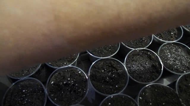 АМПЕЛЬНАЯ ПЕТУНИЯ.МОЯ ПЕРВАЯ ПИКИРОВКА РАССАДЫ. смотреть онлайн