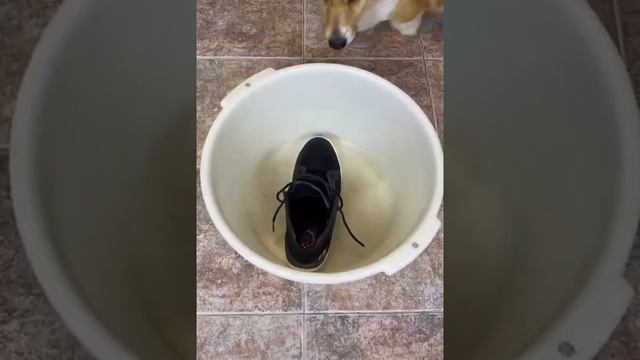 #советдня Кот написал в ботинок! Что делать? Как избавиться от запаха кошачьей мочи в обуви смотреть онлайн