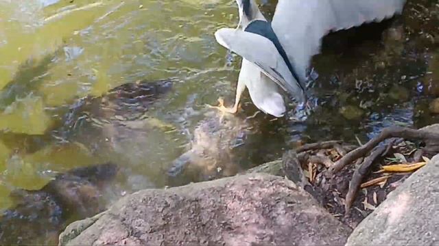 Птах ловить рибку (Птица ловит рыбку) смотреть онлайн