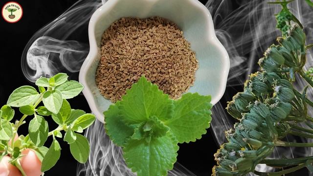 The Similarities & Differences Among Oregano, Cuban Oregano, & Carom Seeds смотреть онлайн