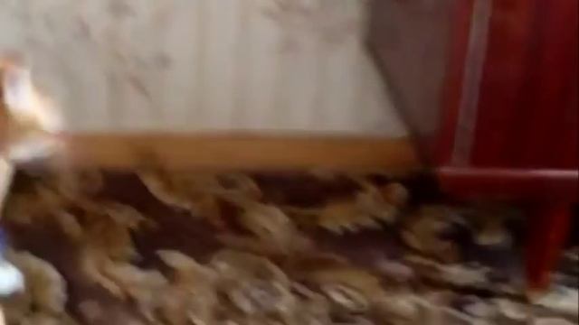 Кот атакует, Жесть! смотреть онлайн