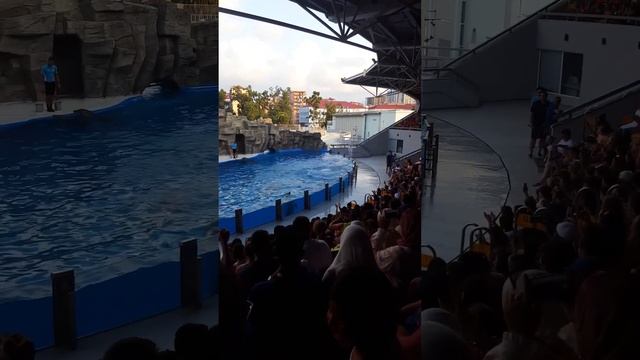 #batumi #delfinarium #батуми #дельфинарий #грузия #georgia смотреть онлайн